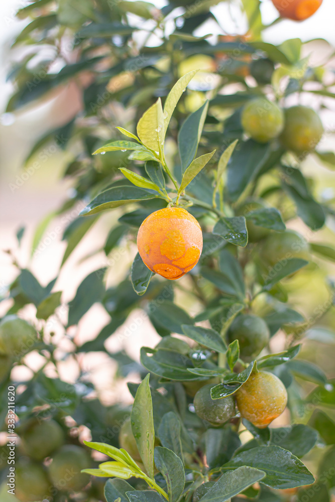 Orange with green fruits of Citrus aurantium or Tangerine orange (Citrus X Sinensis) On the branch of the tree. Orange with green fruits of Citrus aurantium or Tangerine orange (Citrus X Sinensis) On the branch of the tree.