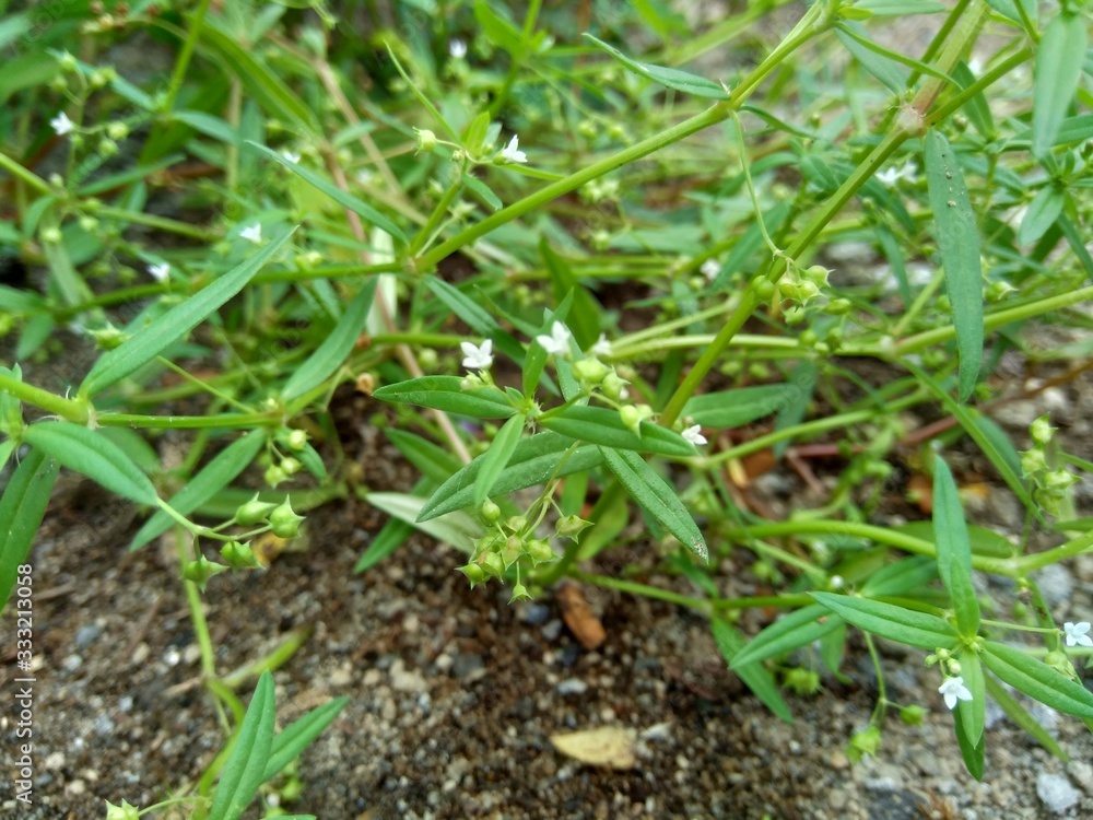 Hedyotis corymbosa in nature background. Useful in gastric irritability, nervous depression, liver complaints, tonsillitis, pharyngitis, bronchitis, pneumonia, mumps, appendicitis, hepatitis, ulcers Hedyotis corymbosa in nature background. Useful in gastric irritability, nervous depression, liver complaints, tonsillitis, pharyngitis, bronchitis, pneumonia, mumps, appendicitis, hepatitis, ulcers