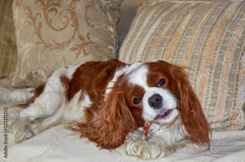 Adorable Cavalier King Charles spaniel chewing a snack