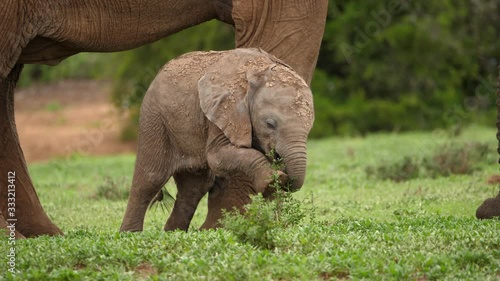 Cute baby African Elephant learning to use trunk uses foot to try and eat, near big elephant in Addo Elephant National Park, Africa