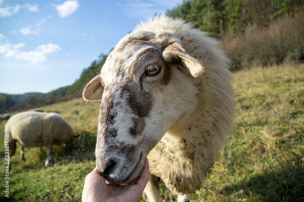 Friendly sheep from the herd cuddling with the woman's hand on the meadow. Slovakia Friendly sheep from the herd cuddling with the woman's hand on the meadow. Slovakia