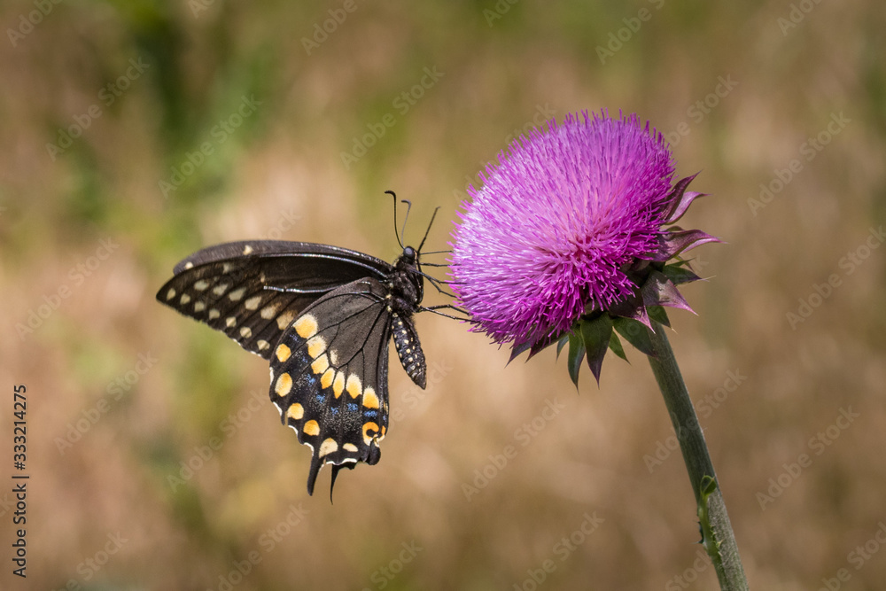 Black swallowtail butterfly on a thistle flower in a sunny meadow Black swallowtail butterfly on a thistle flower in a sunny meadow