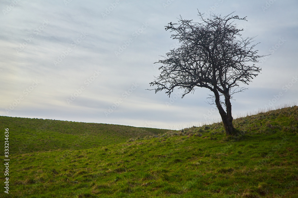 A solitary tree in a field in the Phoenix Park, Dublin, Ireland