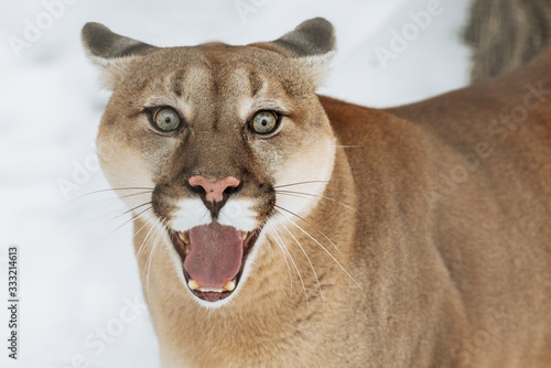Portrait of a cougar, puma, panther, Winter scene in wild life