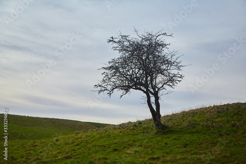 A solitary tree in a field in the Phoenix Park  Dublin  Ireland