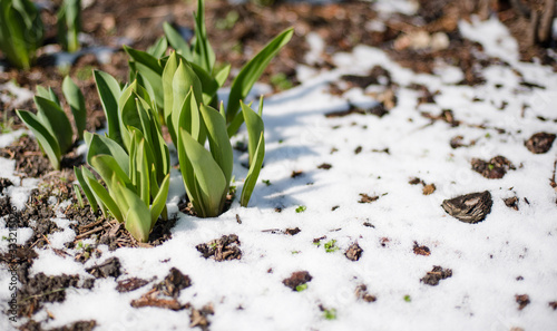 Tulip sprouts in early spring garden covered with snow, spring awakening and grow concept, banner background