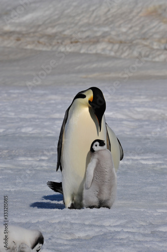 Emperor Penguin with chick