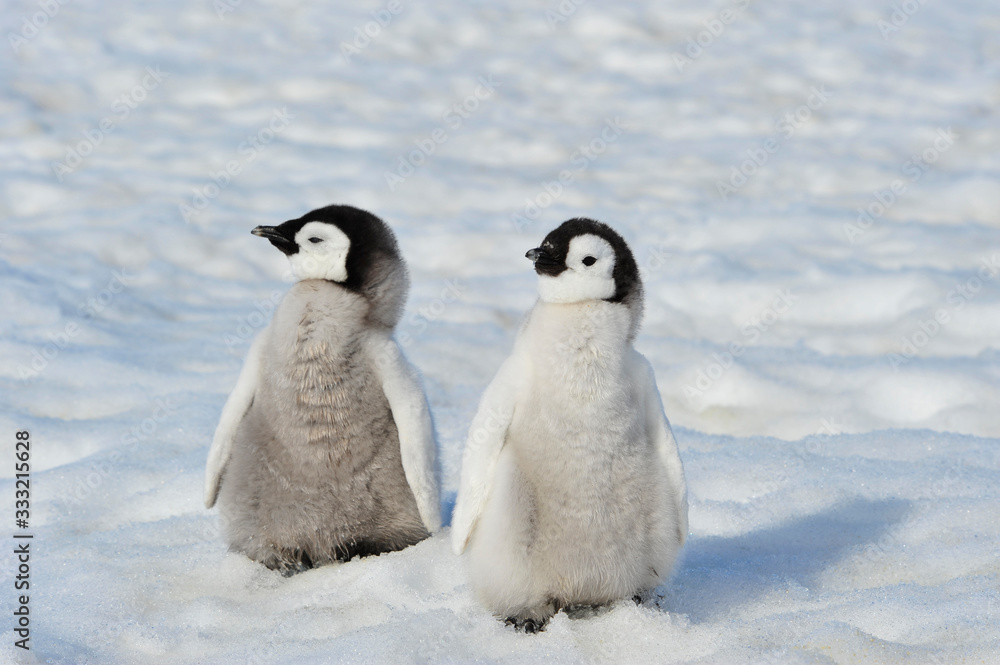 Fototapeta premium Emperor Penguin chicks in Antarctica