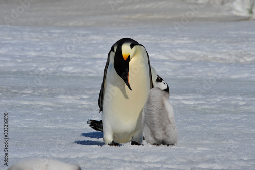 Emperor Penguin with chick