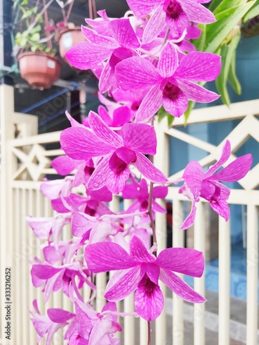 Dendrobium Bantimurung Orchid. Beautiful Pink Orchid in Front of The House with White Iron Fence Background. Blurry Background photo