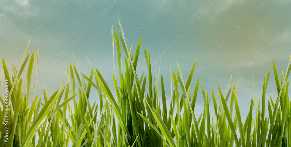 Fototapeta premium zieleń wiosna trawa