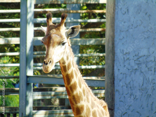 Photography Giraffe