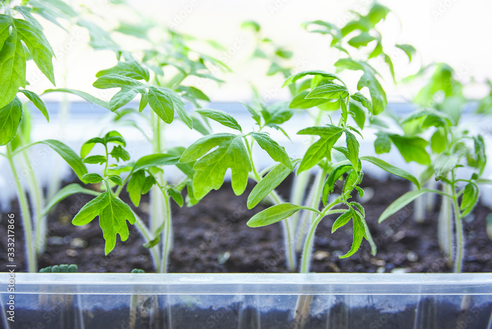 young tomato seedlings in a plastic container on a window at home. young tomato seedlings in a plastic container on a window at home.