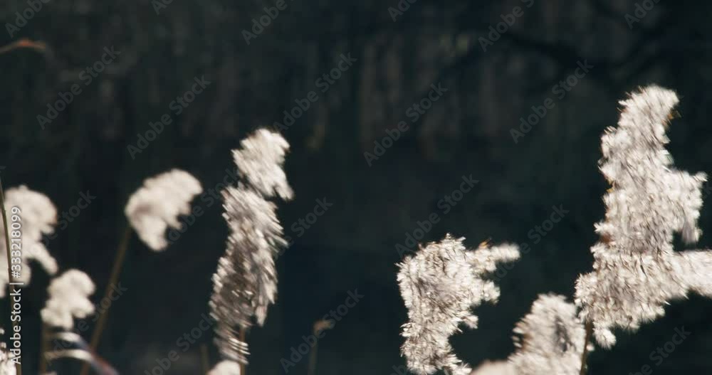Dry grass in direct sunlight swaying in the wind in the sun on a dark background. Close up view Dry grass in direct sunlight swaying in the wind in the sun on a dark background. Close up view