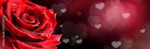 Red rose flower on white background.  Valentines day wide roses banner with love hearts. Copy space for text.
