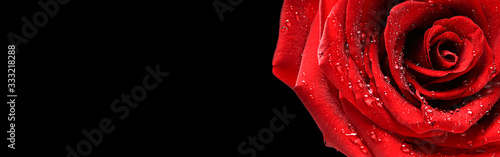 Red rose flower on black background.  Valentines day wide roses banner isolated.