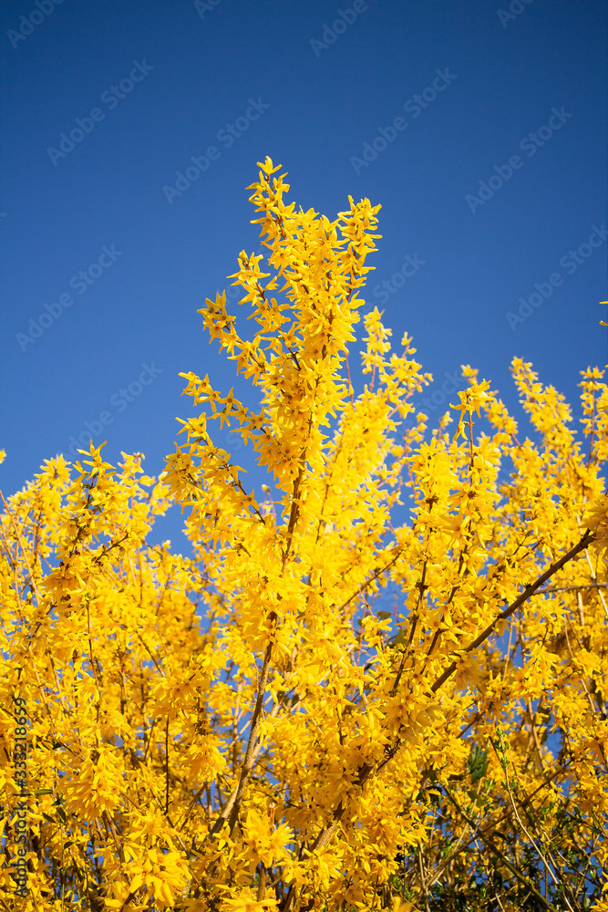 Spring flower in different colors Spring flower in different colors