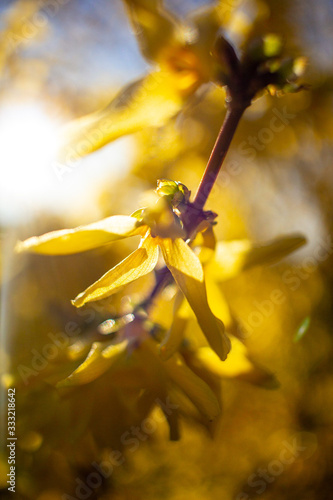 Spring flower in different colors