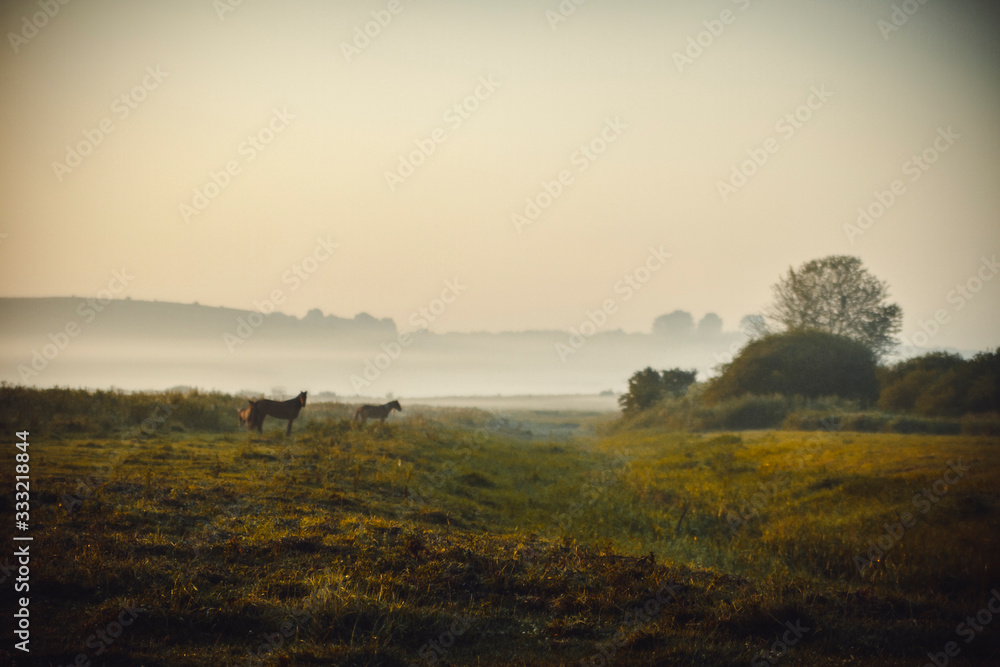 Horses in the pasture. Early foggy morning in the meadow. Selective focus