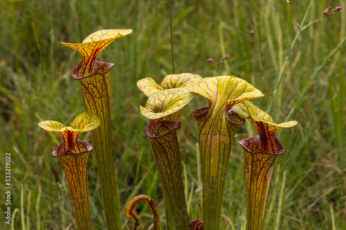 Sarracenia flava in Liberty County, USA photo