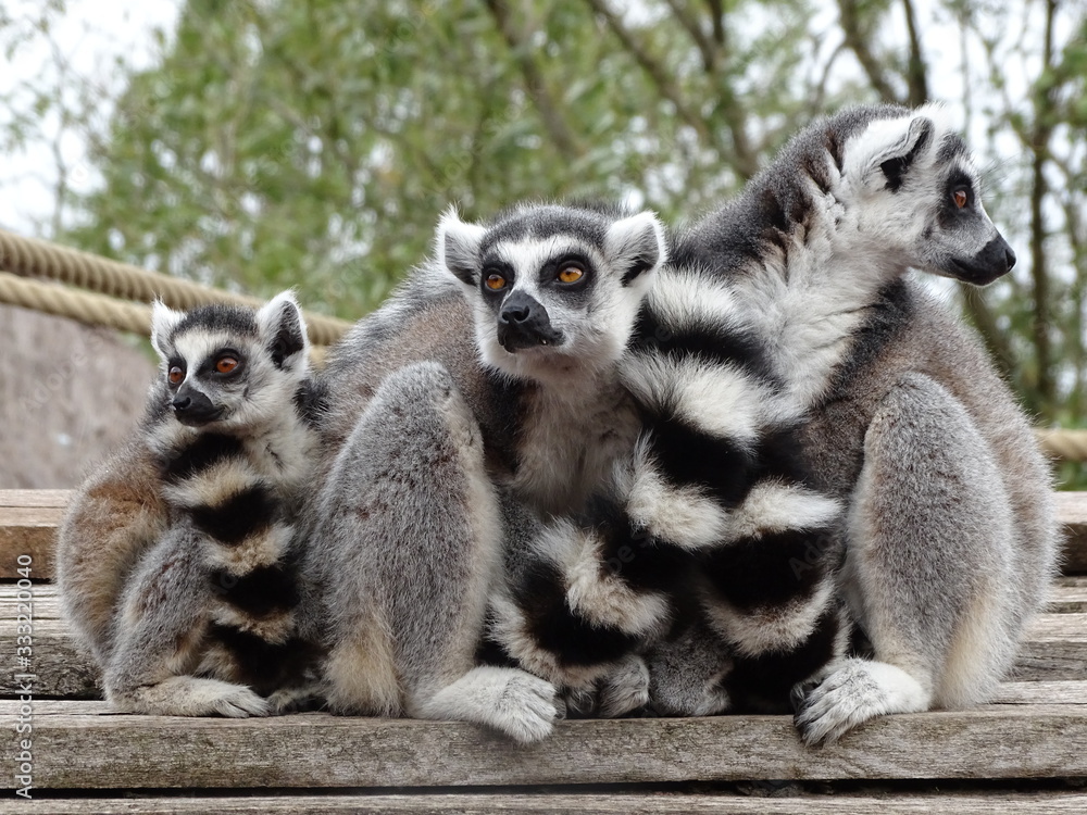 Fototapeta premium lémur, animal, mammifère, madagascar, jardin zoologique, faune, nature, joli, anneau, fourrure, queue, sauvage, noir, queue, animal, yeux, blanc, lémur, famille, bébé, portrait, regardant, mammifère