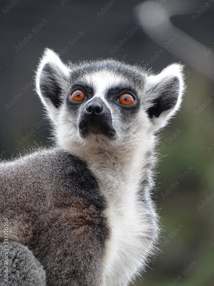 lémur, animal, mammifère, madagascar, jardin zoologique, faune, fourrure, joli, anneau, nature, yeux, sauvage, portrait, queue, queue, noir, regardant, blanc lémur, animal, mammifère, madagascar, jardin zoologique, faune, fourrure, joli, anneau, nature, yeux, sauvage, portrait, queue, queue, noir, regardant, blanc
