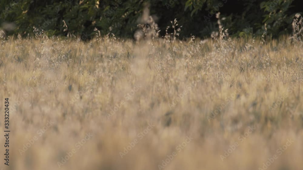 Two European roe deer (Capreolus capreolus) buck after sunset in summer at field Two European roe deer (Capreolus capreolus) buck after sunset in summer at field