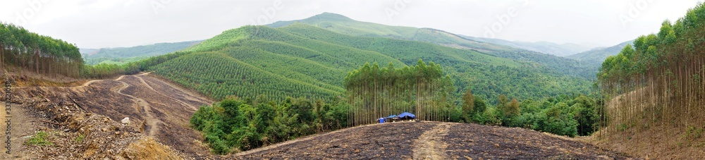 Eucalypt plantation in Bac Giang, Vietnam