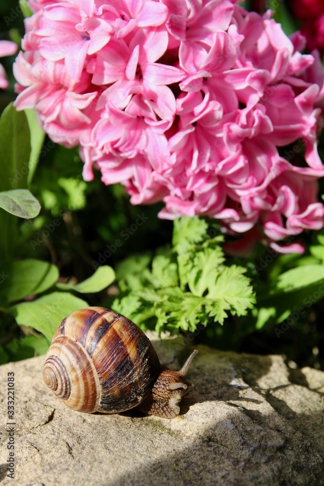 L'escargot et la jacinthe L'escargot et la jacinthe