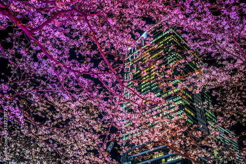 東京 渋谷 夜桜と高層ビル ~ Tokyo Shibuya night cherry blossoms and skyscrapers ~