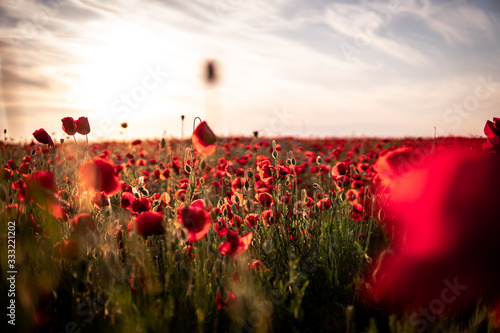 poppy field at sunset