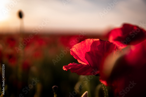 close-up of poppy flower at sunset