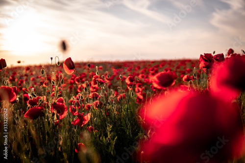 poppy field at sunset