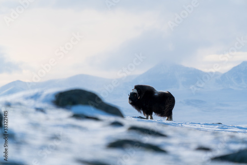 Musk ox in their environment