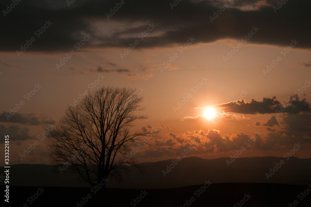 春の夕暮れの空と冬木立