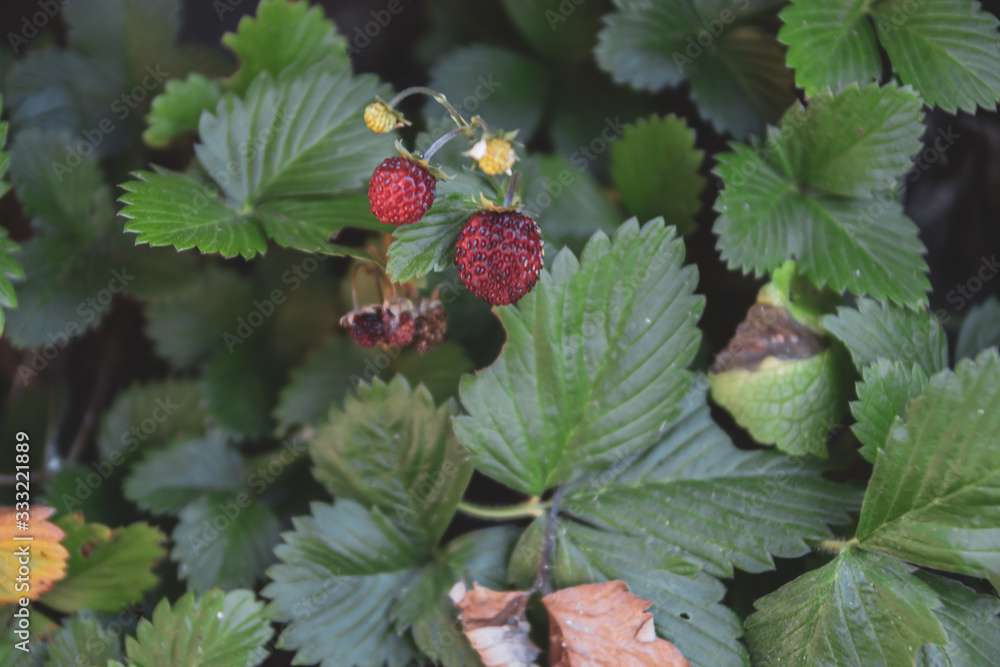 blackberry blackberry