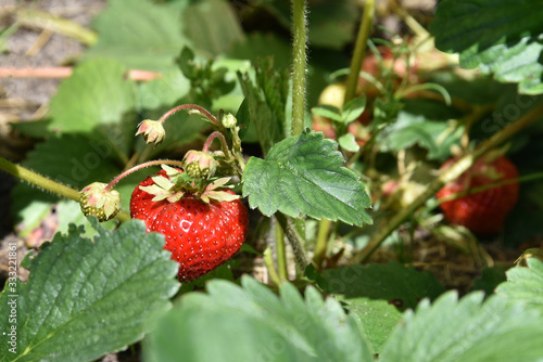 Strawberry berries ripen in the garden