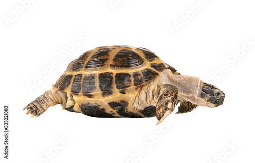 one typical tortoise