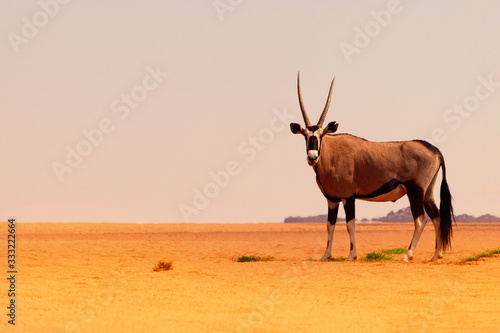 Wild african animal. Lonely Oryx walks through the Namib desert