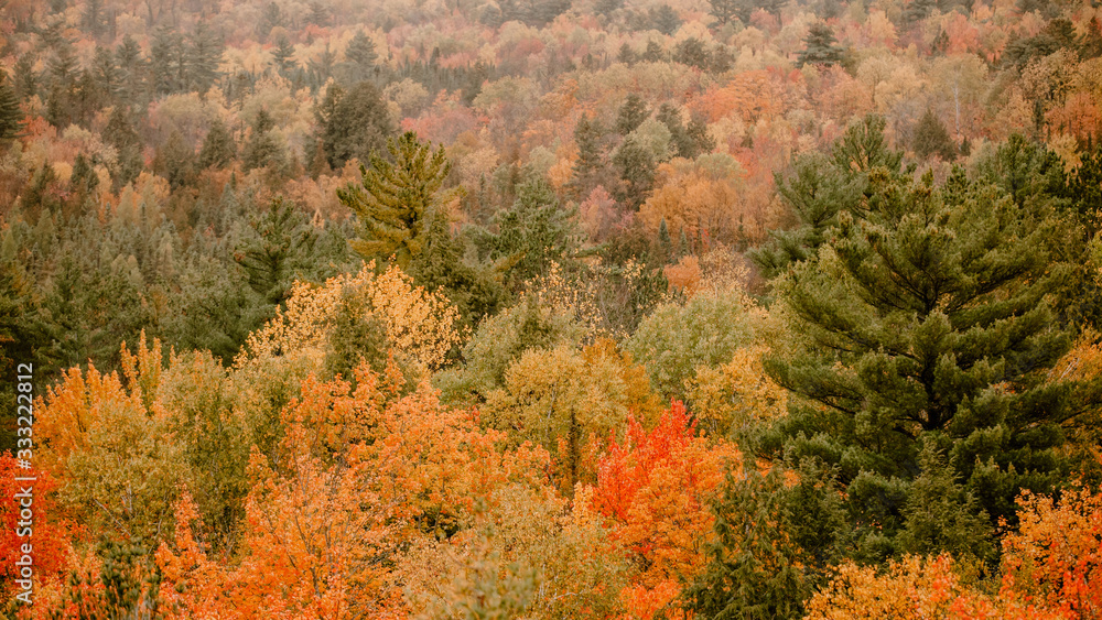 les forêt de l'Ontario pendant le changement de saison