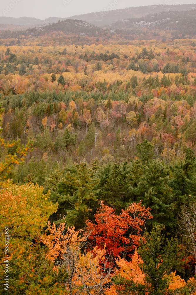 les forêt de l'Ontario pendant le changement de saison