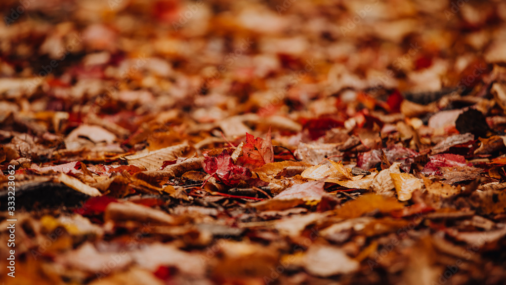 Tapis de feuilles sur le sol de la forêt à l'automne Tapis de feuilles sur le sol de la forêt à l'automne