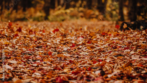 Tapis de feuilles sur le sol de la forêt à l'automne
