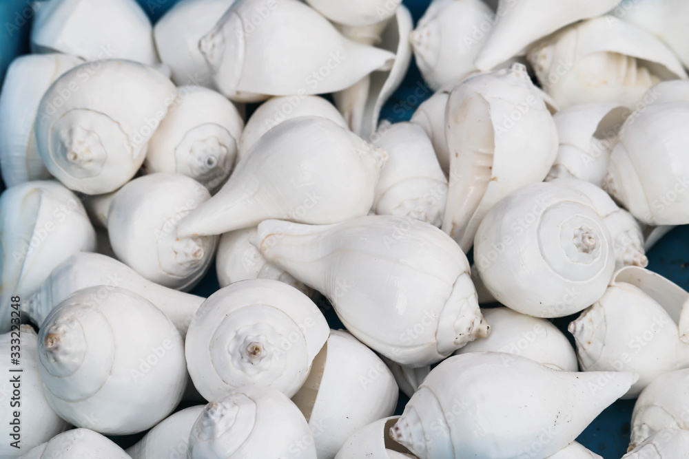 Milky White Colored Traditional Cultural Sacred Holy Sea Shell Called ...
