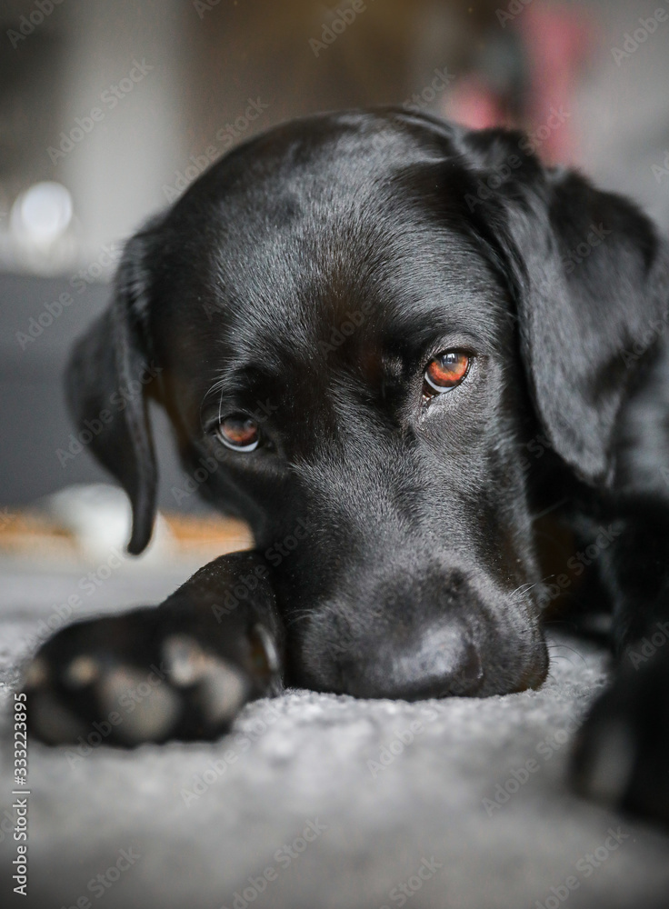 Junger schwarzer Labrador mit braunen Augen liegt im Wohnzimmer auf einem Teppich