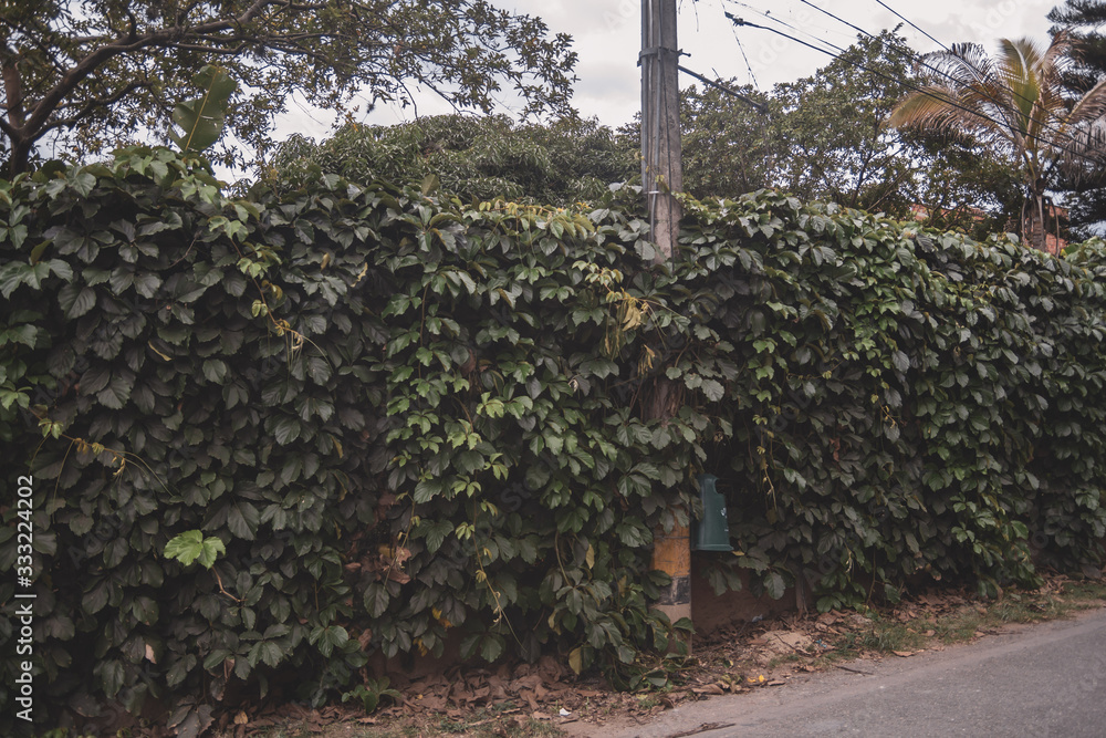 Fototapeta premium green wall