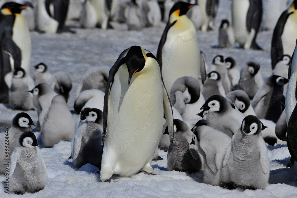 Fototapeta premium Emperor Penguins with chicks