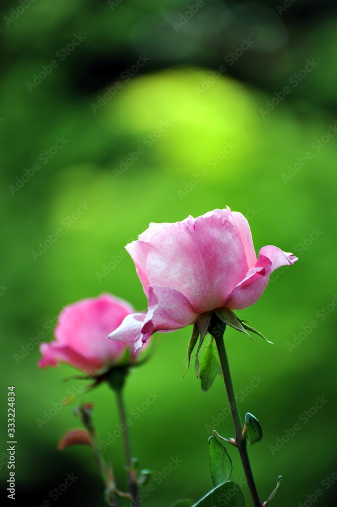 東京の春の風景　旧古河庭園の庭園で咲くピンク色のバラの花