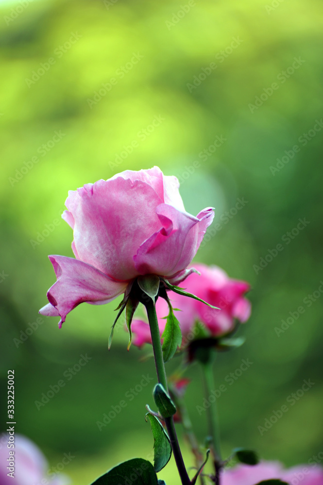東京の春の風景　旧古河庭園の庭園で咲くピンク色のバラの花