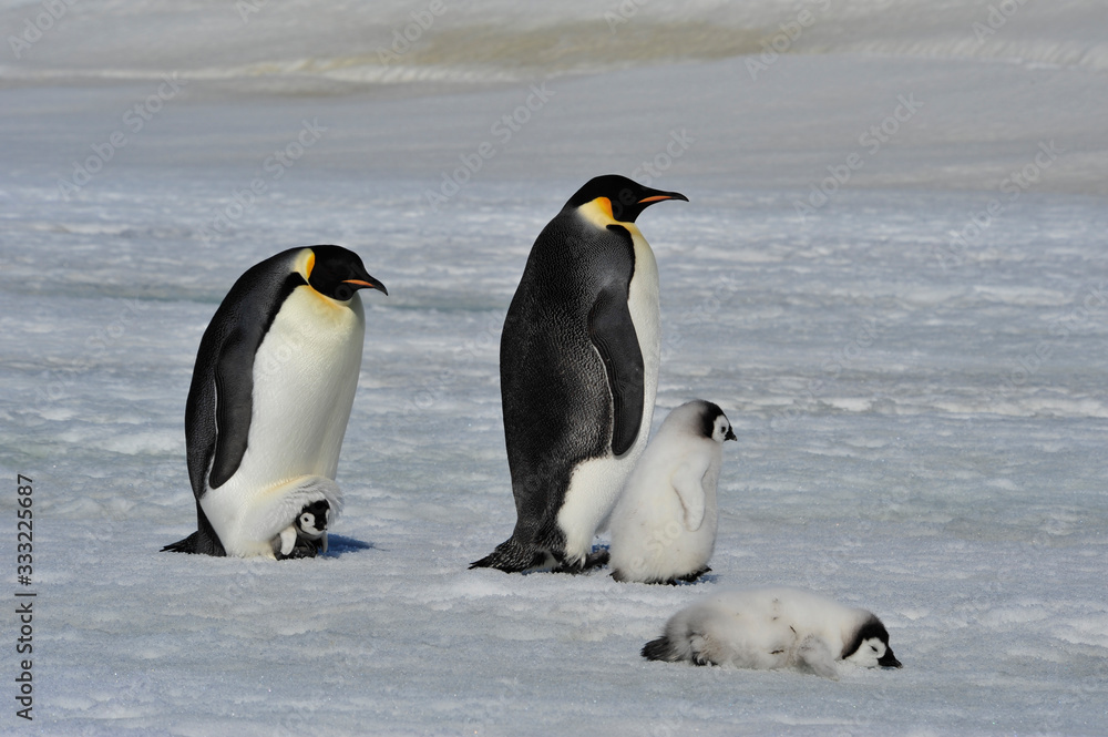 Fototapeta premium Emperor Penguins with chicks